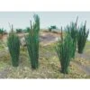 Cattails, 3/4" Tall (24) -Model Trains BAC32505 A0 KHWKP517